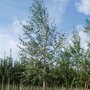 Ruwe berk (Betula pendula)